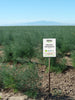 ZONA Premium White Asparagus