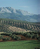 Best Olive Oil of Spain