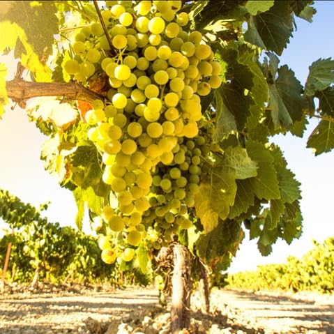 Grapeseed Oil - ZONA