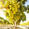 Grapeseed Oil - ZONA
