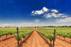 Grapeseed Oil - ZONA
