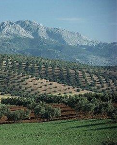 Best Olive Oil of Spain